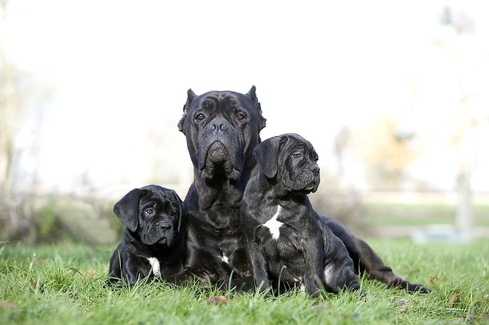 CANE CORSO, A DOG BREED FROM ITALY, FEMALE WITH PUPPIES, by G. Lacz