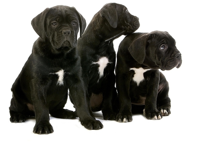 Cane Corso, Dog Breed from Italy, Pup sitting against White Background, by G. Lacz
