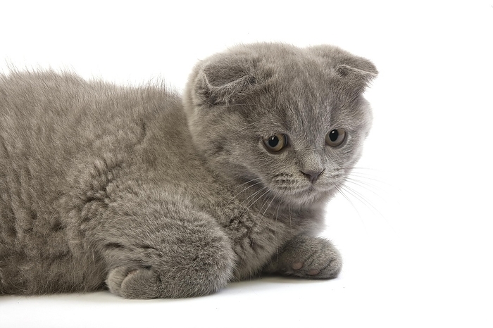 Blue Scottish Fold Domestic Cat, 2 Months old Kitten standing against White Background, by G. Lacz
