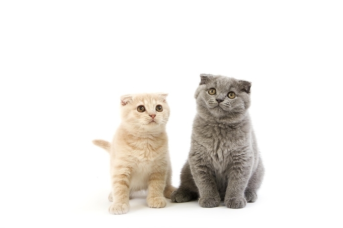 Blue Scottish Fold and Creme Scottish Fold Domestic Cat, 2 Months old Kittens sitting against white Background, by G. Lacz