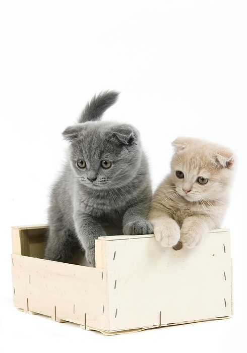 Cream Scottish Fold and Blue Scottish Fold Domestic Cat, 2 months old Kittens playing in Crateful against White Background, by G. Lacz