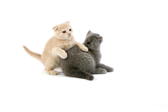 Blue Scottish Fold and Creme Scottish Fold Domestic Cat, 2 Months old Kittens playing against white Background, by G. Lacz