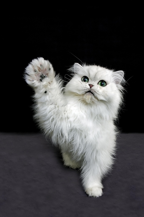 CHINCHILLA PERSIAN CAT, ADULT WITH GREEN EYES HOLDING UP IT'S PAW, by G. Lacz