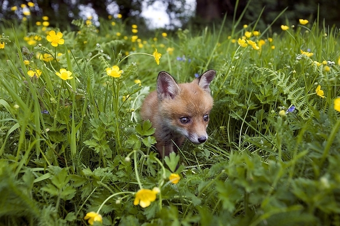 red fox  Vulpes vulpes  Red Fox  vulpes vulpes , Cub standing in Flowers, Normandy, by G. Lacz