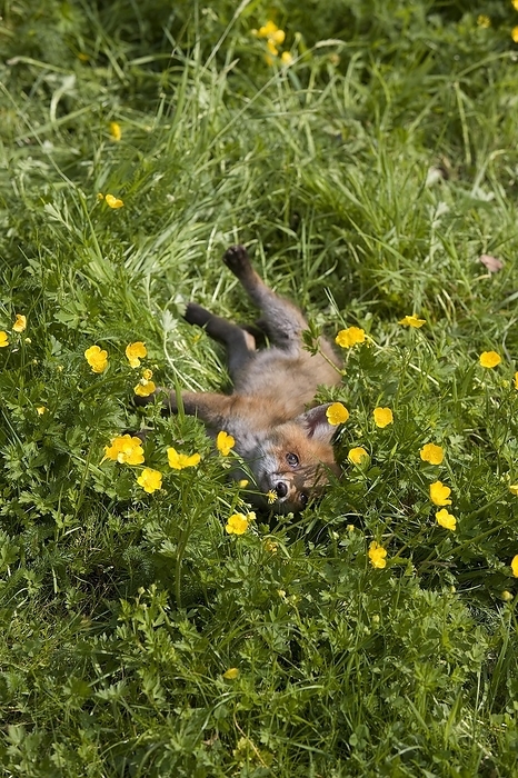 red fox  Vulpes vulpes  Red Fox  vulpes vulpes , Cub laying down in Flowers, Normandy, by G. Lacz