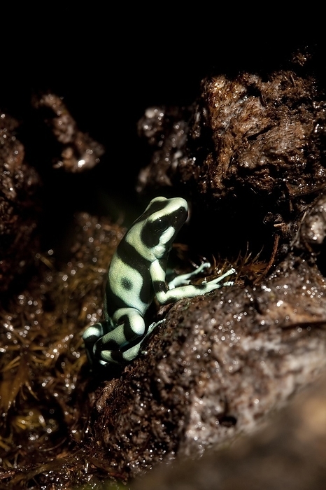 Psophocarpus tricuspidis  species of frog  Green and Black Poison Dart Frog  dendrobates auratus , Adult, Costa Rica, Central America, by G. Lacz