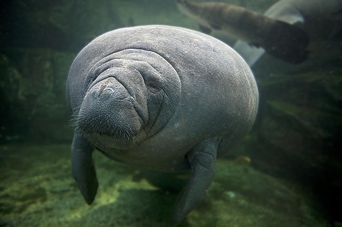 American manatee  Manatee americana  Caribbean Manatee  trichechus manatus  or West Indian Manatee or Sea Cow, Adult, by G. Lacz
