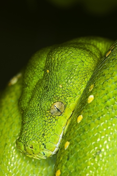 Green Tree Python (morelia viridis), close up of Head, by G. Lacz