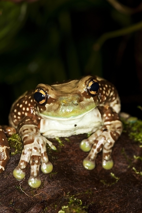 Amazon Milk Frog (phrynohyas resinifictrix), Adult, by G. Lacz