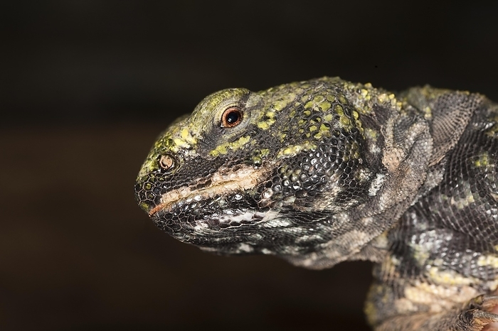 Spiny-tailed Lizard (uromastyx acanthinurus), Portrait of Adult, by G. Lacz