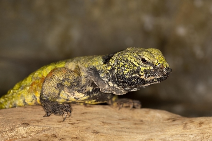 SPINY-TAILED LIZARD (uromastyx acanthinurus), ADULT, by G. Lacz