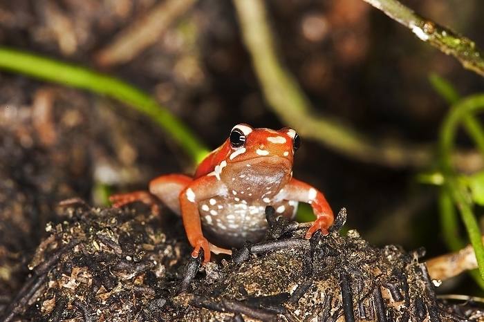 Phantasmal Poison Frog (epipedobates tricolor), Adult, Venomous Frog from South America, by G. Lacz