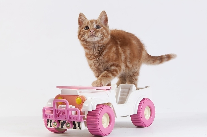 Red Tabby Domestic Cat, Kitten playing with Car Toy against White Background, by G. Lacz