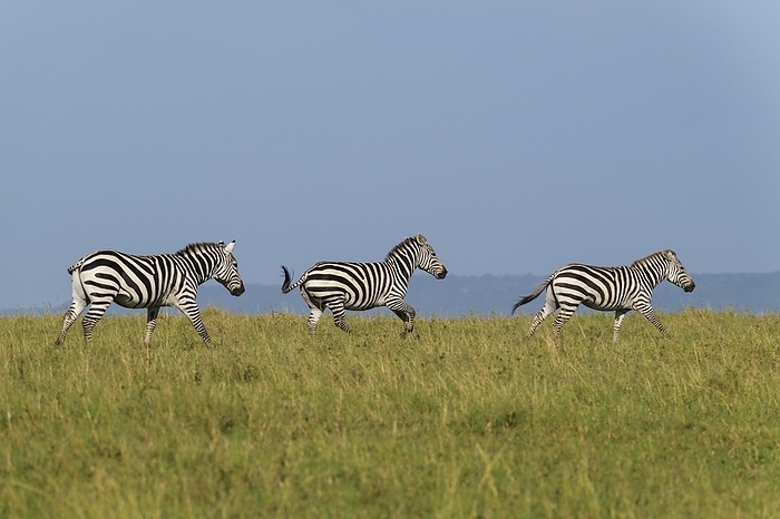 plains zebra  Equus quagga  Zebra  Equus quagga , three animal in a row running, Masai Mara National Reserve, Kenya, Africa, by Raimund Linke