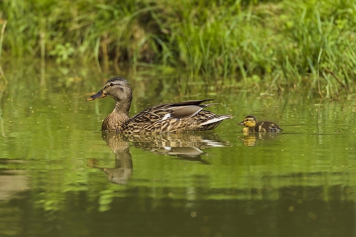 mallard duck Mallard Duck  Anas platyrhynchos , with Duckling, Bavaria, Germany, Europe, by Raimund Linke