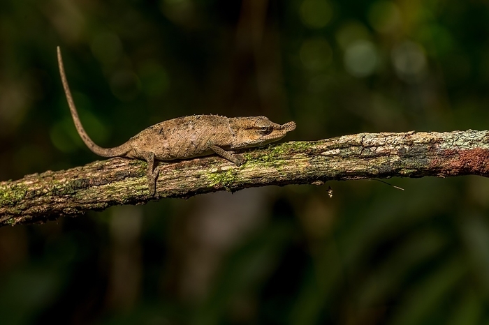 Uetz Vetchling Chameleon (Calumma uetzi), Marojejy National Park, Madagascar, Africa, by Marko von der Osten