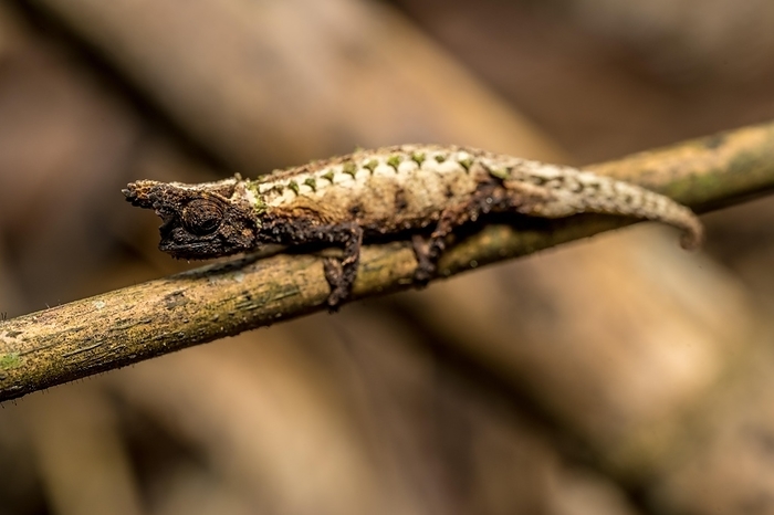 Marojejy Earth Chameleon (Brookesia betschi), Marojejy National Park, Madagascar, Africa, by Marko von der Osten