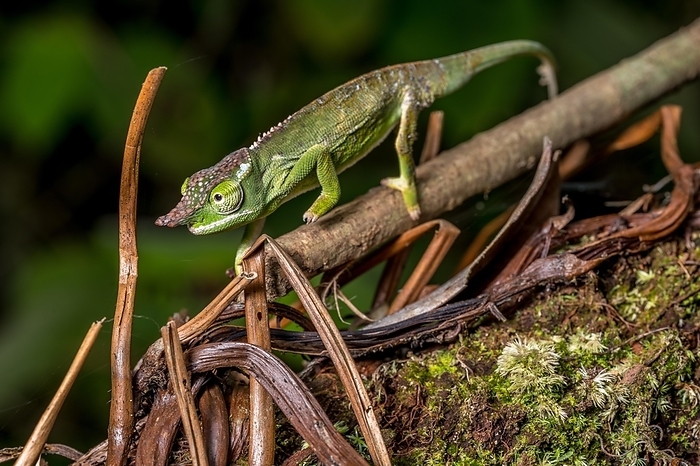 Will's two-horned chameleon, Marojejy National Park, canopy chameleon (Furcifer willsii), by Marko von der Osten