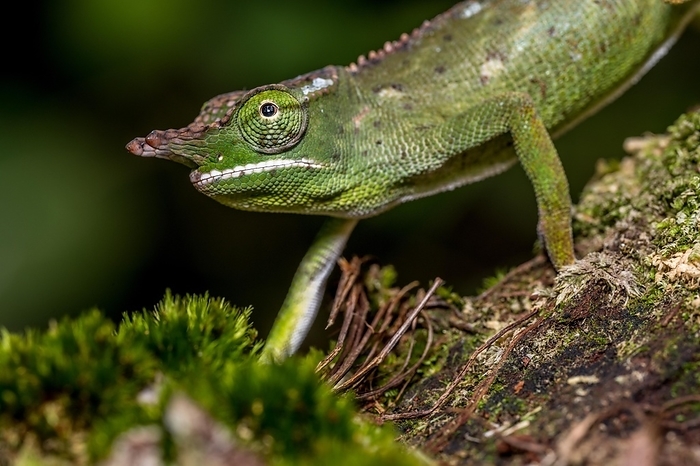 Will's two-horned chameleon, Marojejy National Park, canopy chameleon (Furcifer willsii), by Marko von der Osten