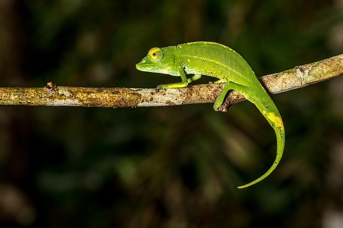 Marojejy chameleon (Calumma marojezense), Marojejy National Park, Madagascar, Africa, by Marko von der Osten