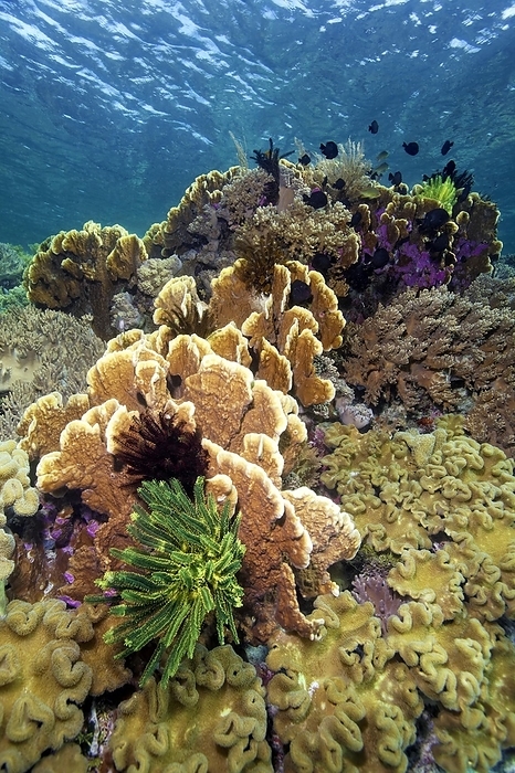 Intact coral reef with bennett's feather star (Oxycomanthus bennetti) and various soft corals and stony corals, in front leather coral (Sarcophyton), in the middle blade firel coral (Millepora platyphylla), Pacific Ocean, Great Barrier Reef, Unesco World Heritage, Australia, Oceania, by Norbert Probst