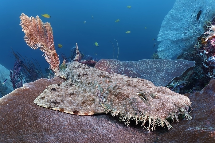 Tasselled wobbegong (Eucrossorhinus dasypogon), also Wobbegong lies on platform Coral (Coscinarea macneilli) Pacific, Great Barrier Reef, Unesco World Heritage Site, Australia, Oceania, by Norbert Probst