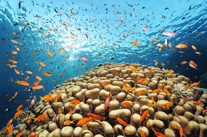 Shoal of red sea basslets (Pseudanthias taeniatus) swimming Dom Coral (Porites nodifera) backlit by the sun, St. Johns Island, also Zabargad, Red Sea, Egypt, Africa, by Norbert Probst