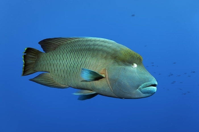 Napoleon wrasse Humphead wrasse  Cheilinus undulatus  swimming in blue water, Red Sea, Daedalus Reef, Marsa Alam, Egypt, Africa, by Norbert Probst