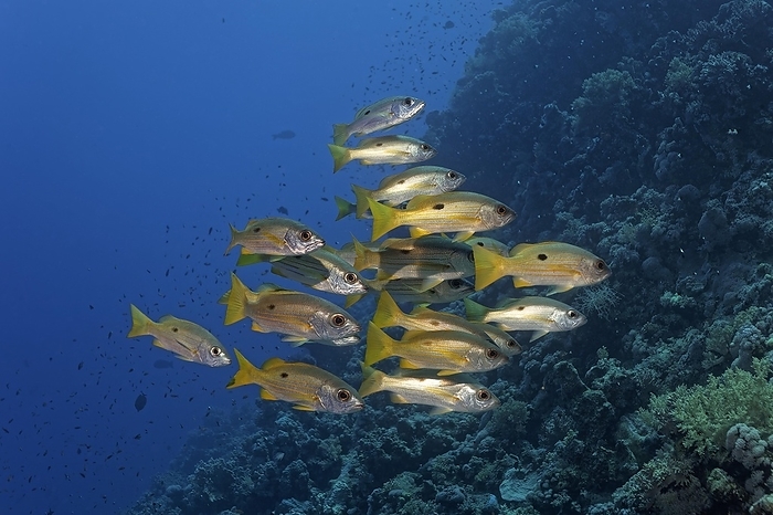 blacktail snapper  Lutjanus fulvus  Shoal of fish, shoal of Ehrenbergs snapper  Lutjanus ehrenbergii  swimming on reef drop off, Red Sea, St. Johns, Marsa Alam, Egypt, Africa, by Norbert Probst