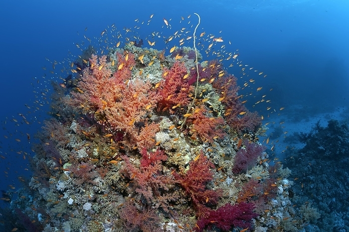 Coral block on coral reef, typical, with many different corals and school of fish, school of red sea basslet (Pseudanthias taeniatus) Red Sea Flagfish, Red Sea, St. Johns, Marsa Alam, Egypt, Africa, by Norbert Probst
