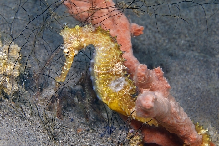 rock cod Spiny seahorse  Hippocampus histrix , holding on to sponge  Porifera  with tail, Sulu Sea, Pacific Ocean, Apo Island Protected Landscape Seascape, Negros, Visayas Islands, Philippines, Asia, by Norbert Probst