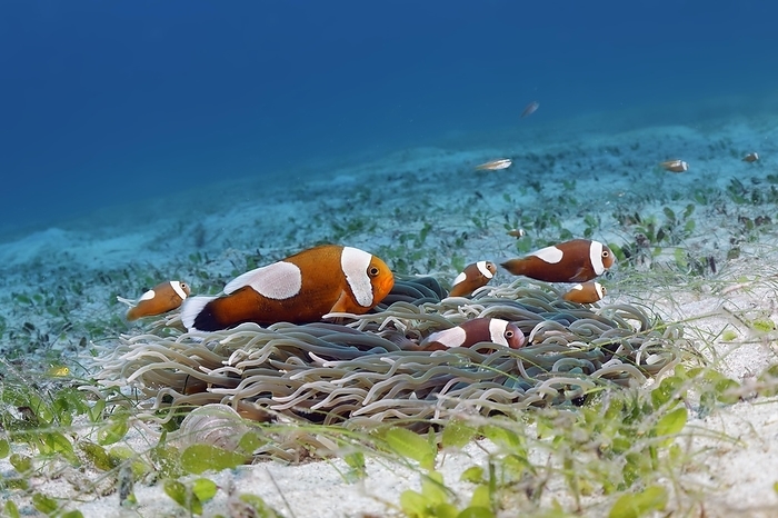 blacktip reef clownfish  Amphiprion melanopterus, extinct  Saddleback clownfish  Amphiprion polymnus , juveniles, corkscrew anemone  Macrodactyla doreensis , seagrass meadow, Sulu Sea, Pacific Ocean, Palawan, Calamian Islands, Philippines, Asia, by Norbert Probst