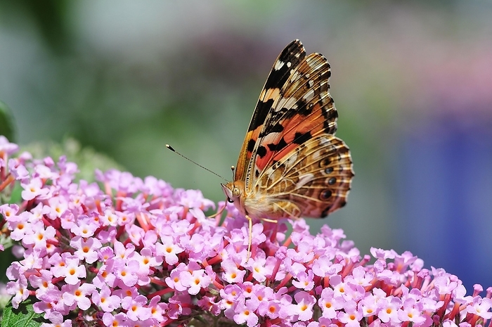yellow red admiral  species of nymphalid butterfly, Kaniska canace  Painted lady  Vanessa cardui  on summer lilac  Buddlejeae , by alimdi   Reinhold Ratzer