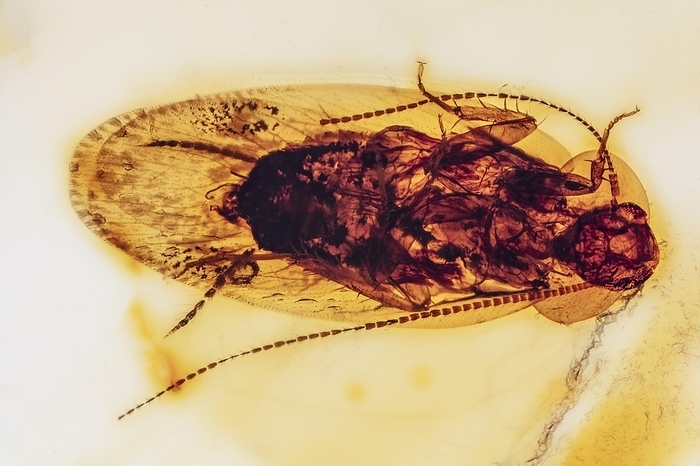 Cockroach in Amber, Colombia, Pliocene, 10 MYO, South America, by Phil Degginger