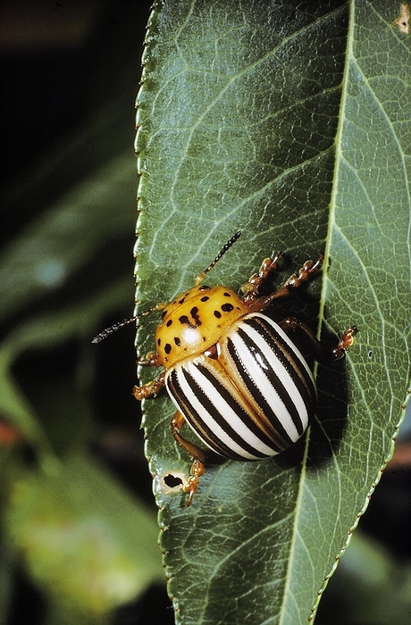 Colorado Potato Beetle, Leptinotarsa cecemlineata, by Phil Degginger