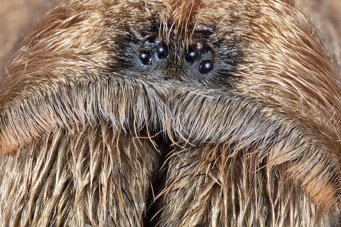 Close Up of the Face of a or the Western Desert Tarantula (Aphonopelma Chalcodes), Arizona Blond Tarantula or Mexican Blond Tarantula (about 5
