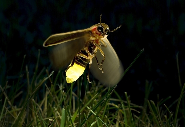 Firefly (Lampyridae) Twilight Flight, by Phil Degginger