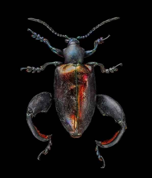 Irridescent Frog-Legged Leaf Beetle (Chrysomelidae) Beetle, Sagra buqueti (1.3