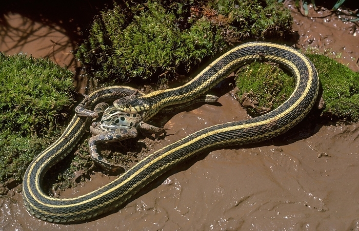Ambushed frog, Eastern Garter Snake, by Phil Degginger