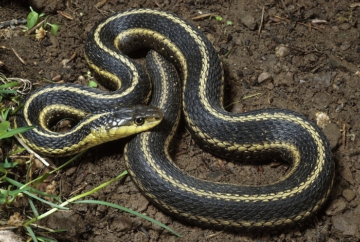Eastern Garter Snake, by Phil Degginger