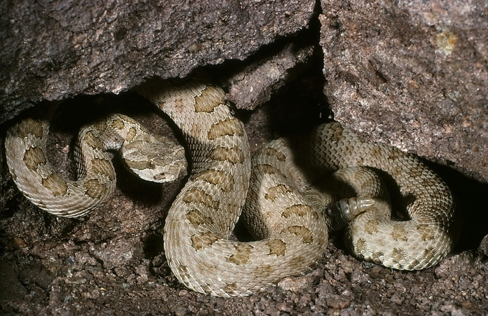 SPECKLED RATTLESNAKE (Crotalus) mitchelli, Mohave Desert, CA, by Phil Degginger