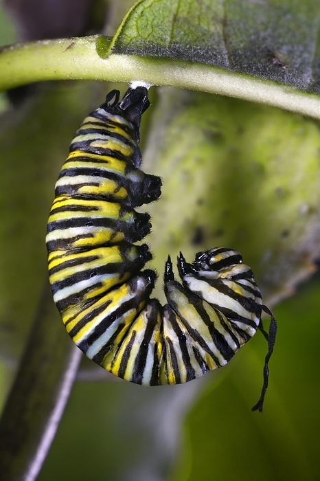 Monarch Caterpillar Begins Metamorphosis to Crysalid, Danus plexippus, by Phil Degginger