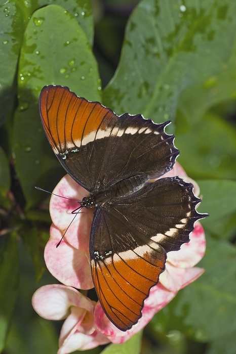 Rusty Tipped Page Butterfly, Siproeta epaphus is a New World butterfly that lives all year in tropical habitats. It has large wings, averaging 10 cm/3.9 in, that are black on the center and brown on the undersides, by Phil Degginger