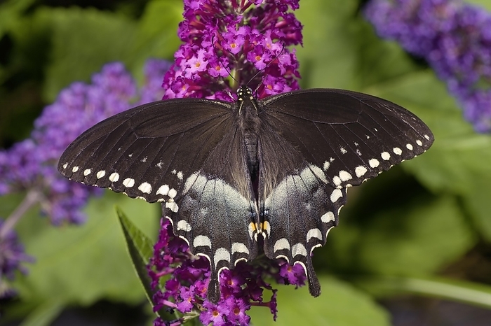 Spicebush Swallowtail (Papilio troilus), by Phil Degginger