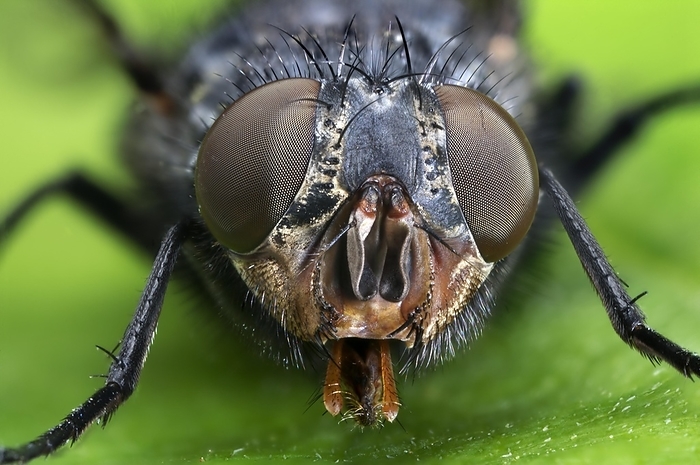 Common House FlyThe housefly (also house fly) (house-fly or common (Musca domestica) housefly), is a fly of the Brachycera suborder, by Phil Degginger
