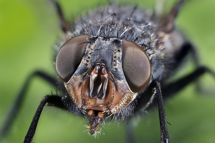 Common House FlyThe housefly (also house fly) (house-fly or common (Musca domestica) housefly), is a fly of the Brachycera suborder, by Phil Degginger