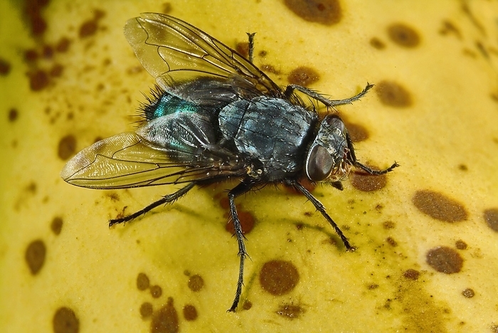 Blue Bottle Fly, Calliphora vicina, on Banana, by Phil Degginger