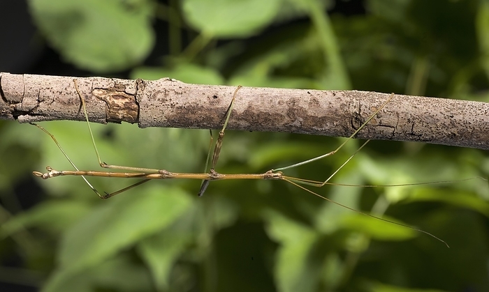 Walking Stick Insect, by Phil Degginger