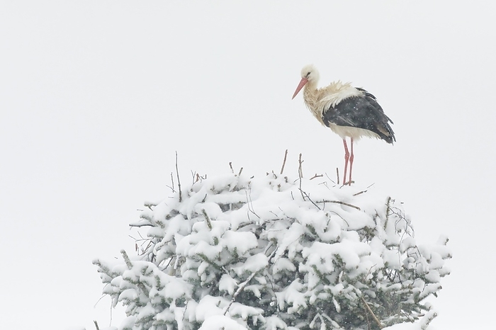 Pair of white storks in the middle of a snowstorm in their nest during the breeding season, the female is sitting on the brood and the male is standing at the edge of the nest, spring, Oetwil am See, Canton Zurich, Switzerland, Europe, by Patrick Frischknecht