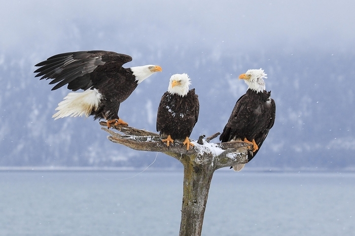 bald eagle  Haliaeetus leucocephalus  Bald Eagle  Haliaeetus leucocephalus , Bald Eagle, Homer, Kenai Peninsula, Alaska, USA, North America, by Patrick Frischknecht